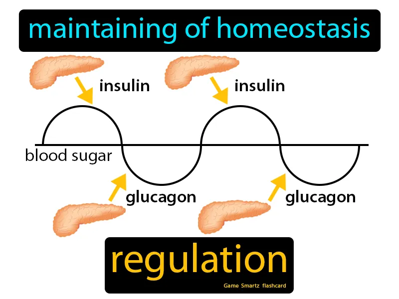 Regulation Definition - Easy to Understand | GradesUp.gg