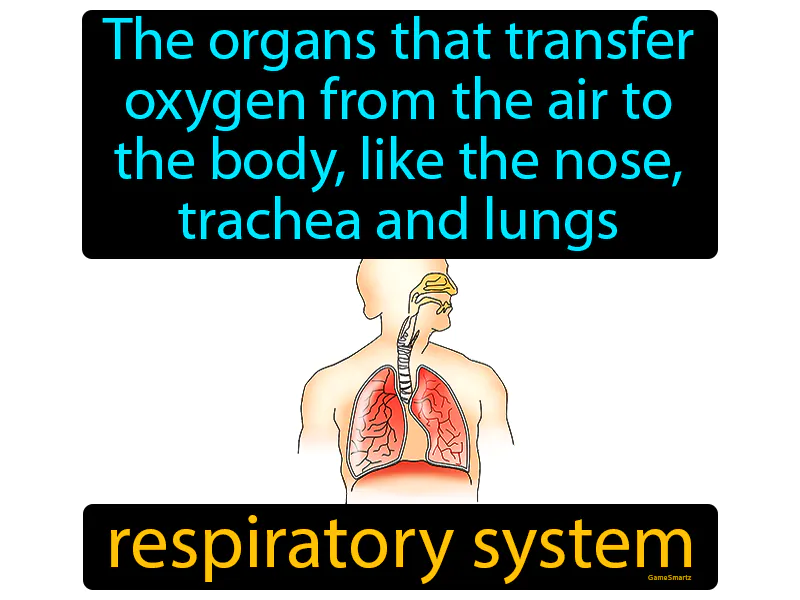 Respiratory System Definition