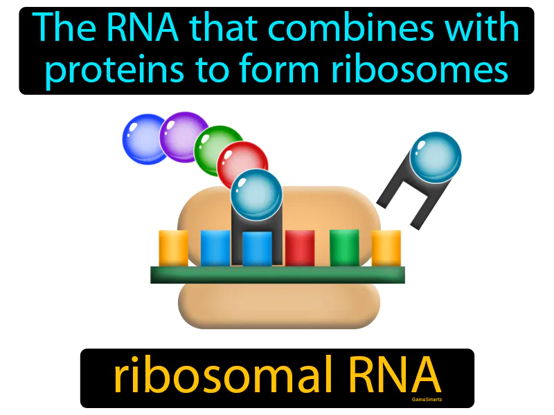 Ribosomal RNA Definition