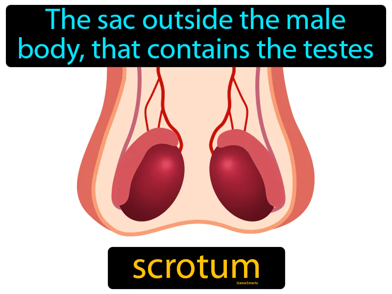 Scrotum Definition - Easy to Understand | GradesUp.gg