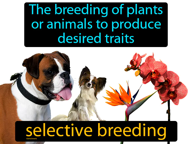 Selective Breeding Definition - Easy to Understand | GradesUp.gg