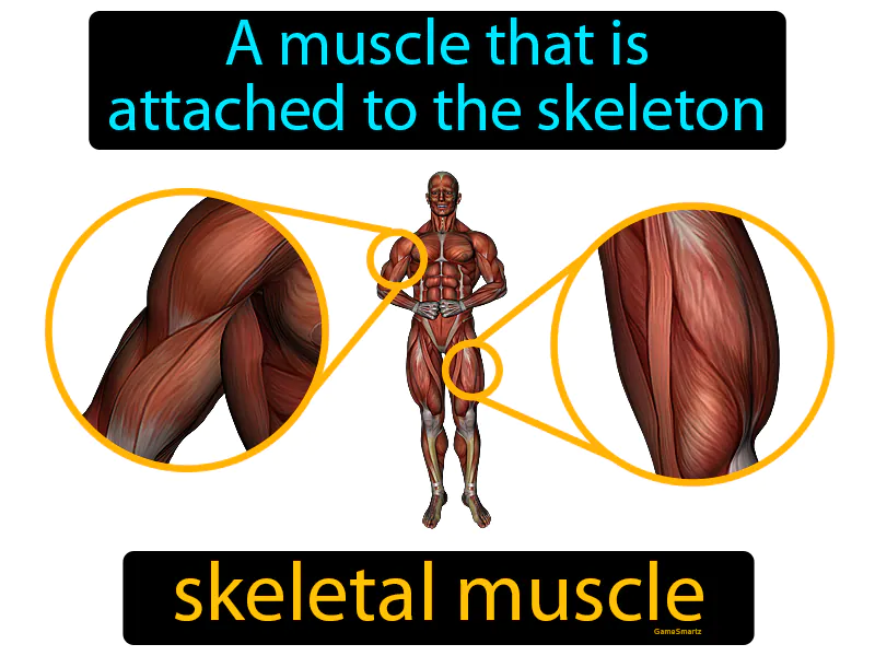 Skeletal Muscle Definition - Easy to Understand | GradesUp.gg