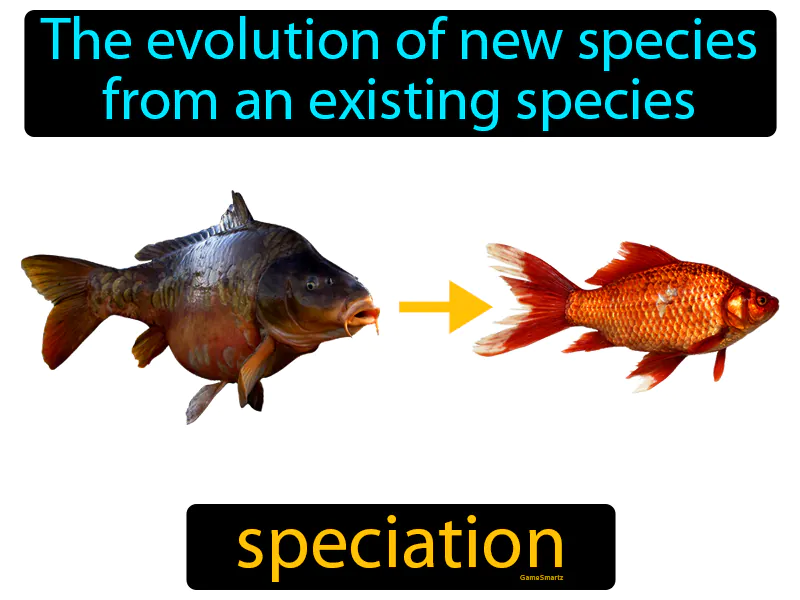 Speciation Definition - Easy to Understand | GradesUp.gg