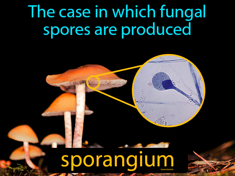 Sporangium Definition - Easy to Understand | GradesUp.gg