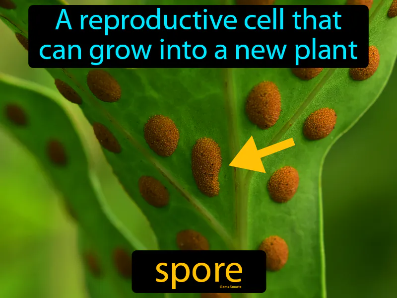 Spore Definition