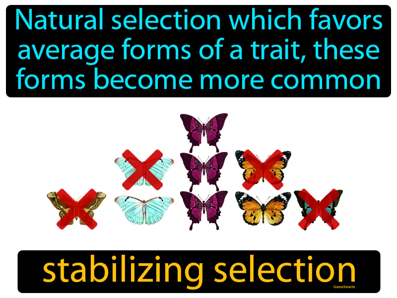 Stabilizing Selection Definition - Easy to Understand | GradesUp.gg