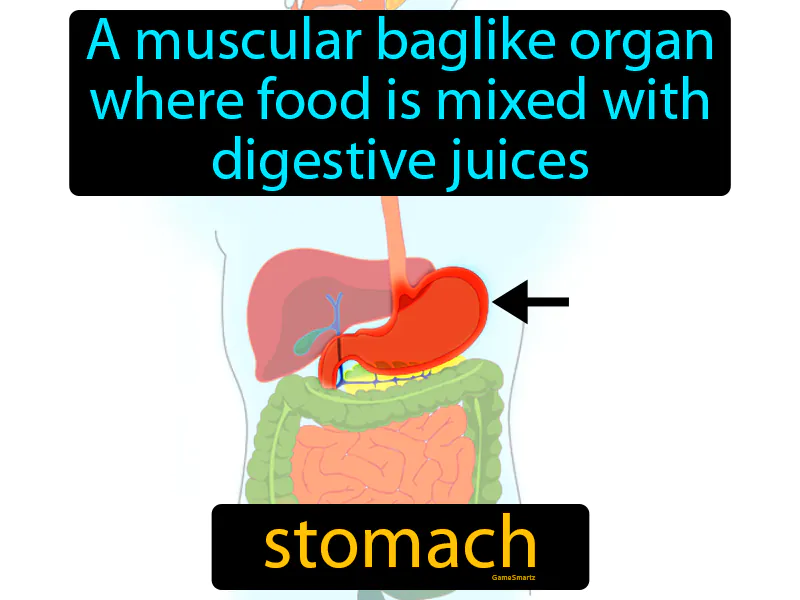 Stomach Definition - Easy to Understand