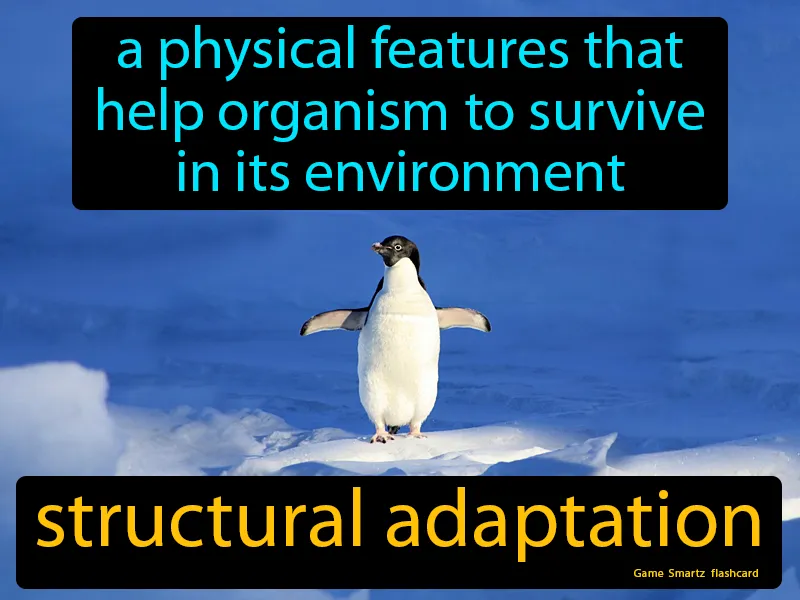 Structural Adaptation Definition - Easy to Understand | GradesUp.gg