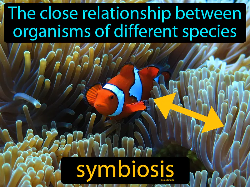 Symbiosis Definition - Easy to Understand | GradesUp.gg