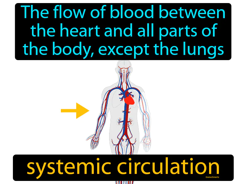 Systemic Circulation Definition - Easy to Understand | GradesUp.gg