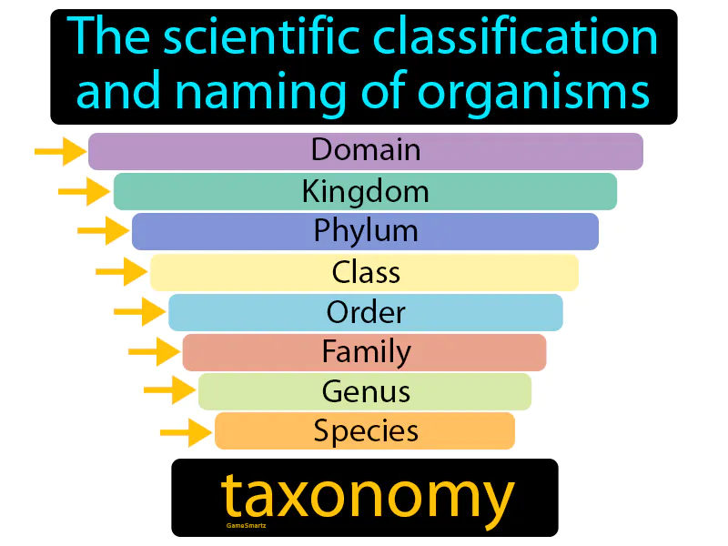 Taxonomy Definition