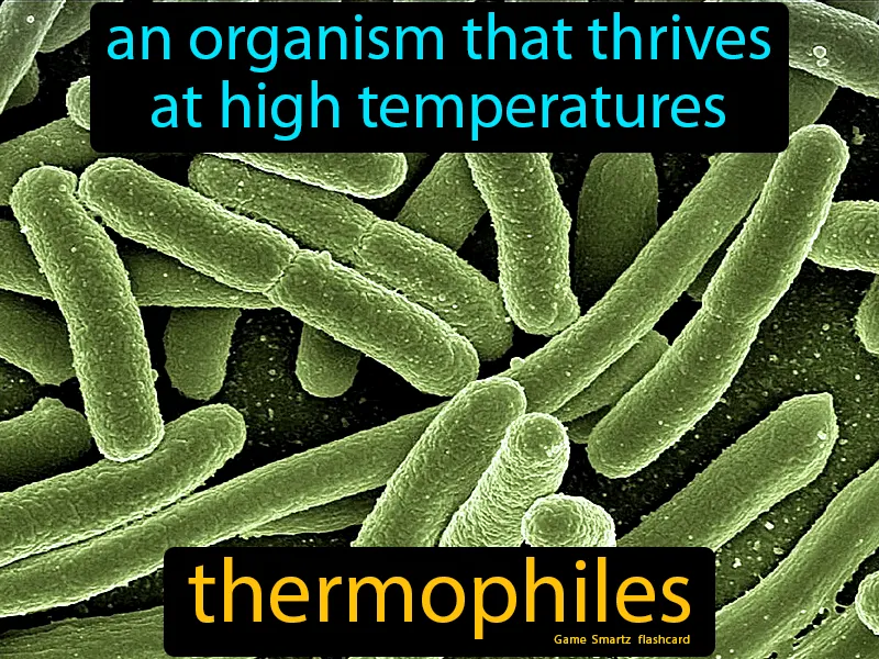 Thermophiles Definition - Easy to Understand | GradesUp.gg