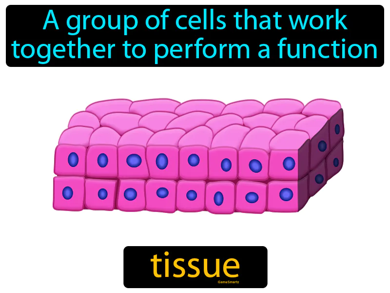 Tissue Definition