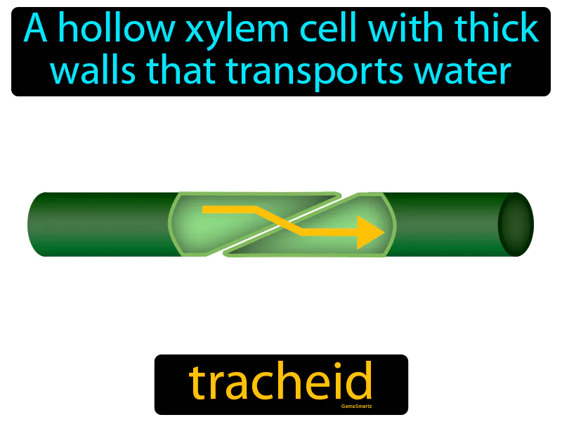 Tracheid Definition - Easy to Understand | GradesUp.gg