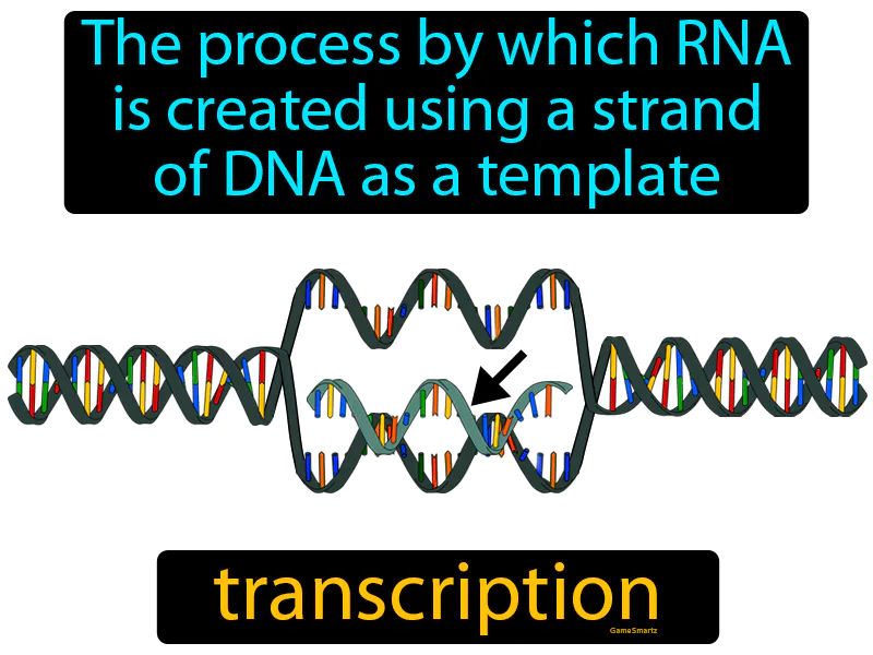 Transcription Definition