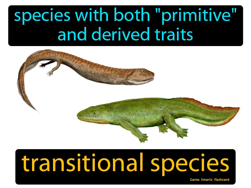 Transitional Species Definition - Easy to Understand | GradesUp.gg