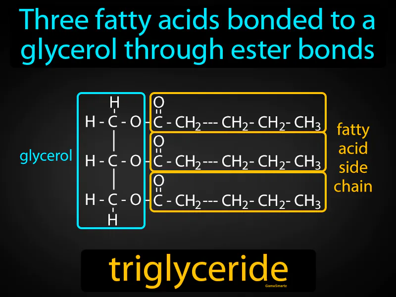 Triglyceride Definition - Easy to Understand | GradesUp.gg