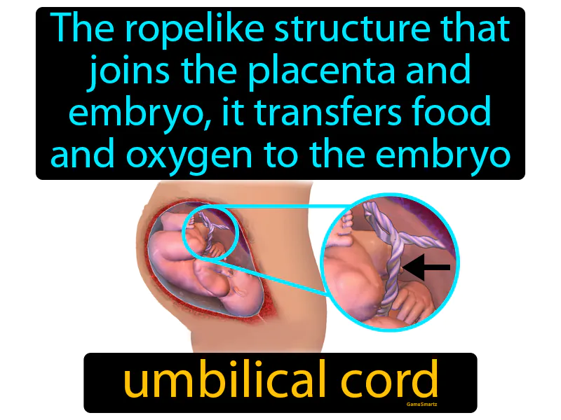 Umbilical Cord Definition - Easy to Understand