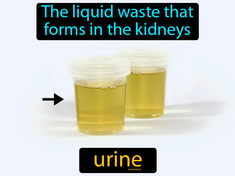 Urine Definition - Easy to Understand | GradesUp.gg