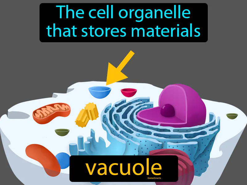 Vacuole Definition - Easy to Understand | GradesUp.gg