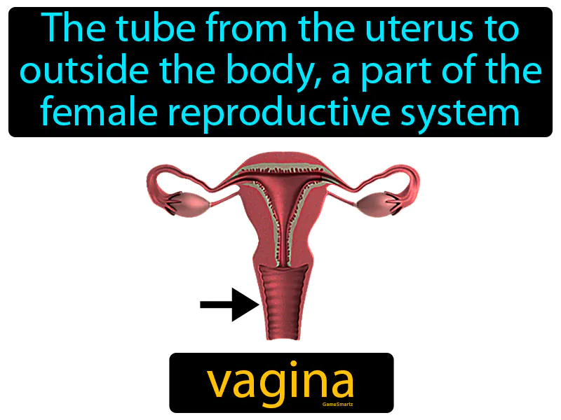 Vagina Definition - Easy to Understand | GradesUp.gg