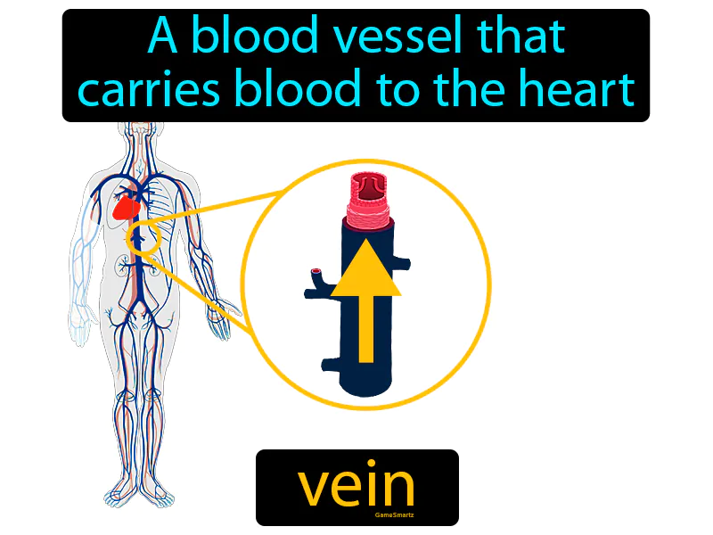 Vein Definition