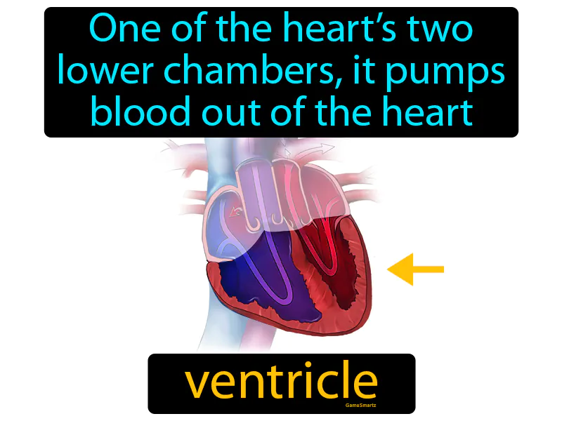 Ventricle Definition - Easy to Understand | GradesUp.gg