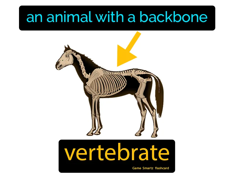 Vertebrate Definition