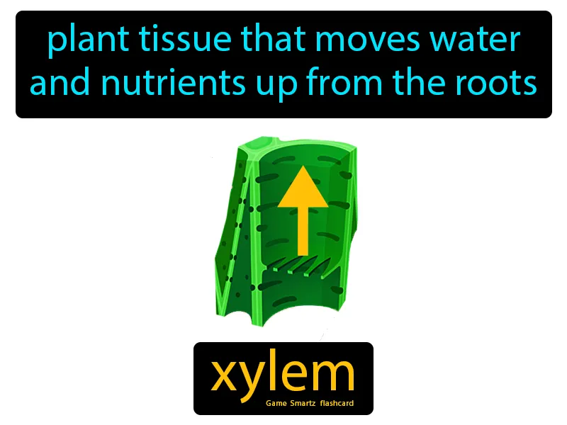 Xylem Definition - Easy to Understand | GradesUp.gg