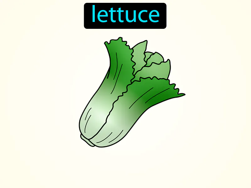 La Lechuga Definition